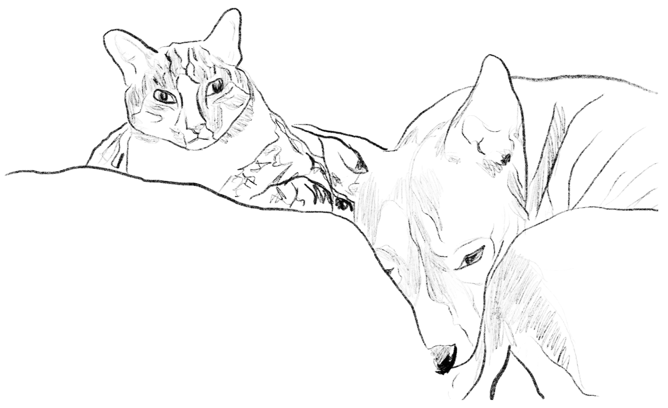 Hand-drawn sketch of my cat and dog lounging